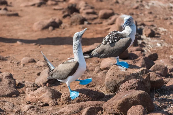 Mavi ayaklı bubi, Kuzey Seymour, Galapagos Adaları, Ekvador, Güney Amerika'nın dans.