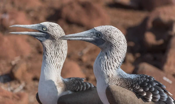 Mavi ayaklı bubi başkanı Close Up, Kuzey Seymour, Galapagos Adaları, Ekvador, Güney Amerika.