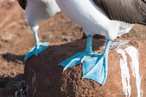 Close Up of feet of Blue footed booby, North Seymour, Galapagos Islands, Ecuador, South America. — Stock Photo, Image