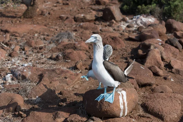 Mating dance of blue footed booby, North Seymour, Galapagos Islands, Ecuador, South America.