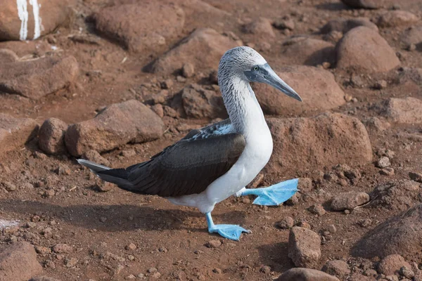 Mavi ayaklı bubi, Kuzey Seymour Adası, Galapagos Adası, Ekvador, Güney Amerika.