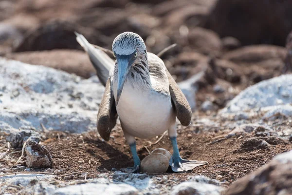 Blue footed booby with egg, North Seymour Island, Galapagos Island, Ecuador, South America. — Stock Photo, Image