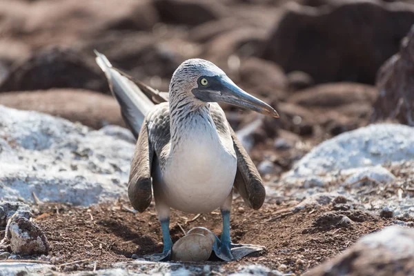 Blue footed booby with egg, North Seymour Island, Galapagos Island, Ecuador, South America. — Stock Photo, Image