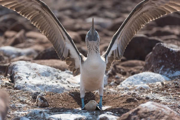 Bota de pés azuis com ovo, Ilha Seymour do Norte, Ilha Galápagos, Equador, América do Sul . — Fotografia de Stock