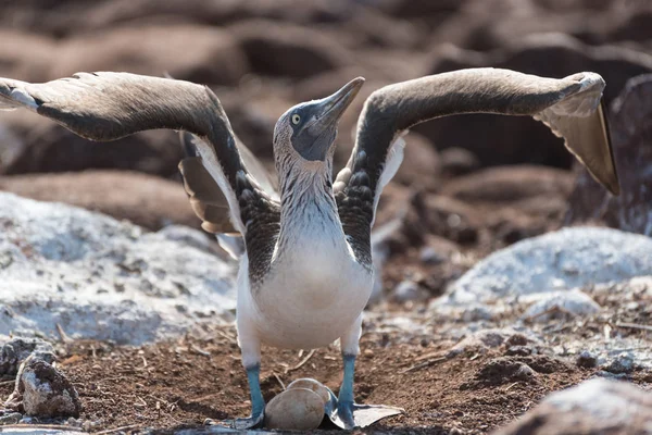 Blauwe footed Booby met ei, North Seymour Island, Galapagos eiland, Ecuador, Zuid-Amerika. — Stockfoto