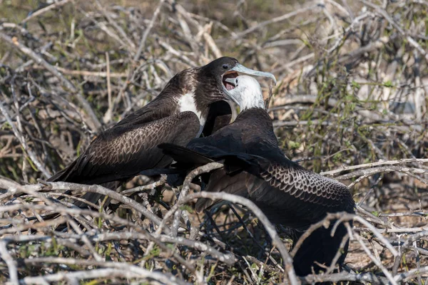 Bir dişi büyük Fırkateyn kuşu Kuzey Seymour Adası, Galapagos Adası, Ekvador, Güney Amerika'da yavrusuyla besleniyor..