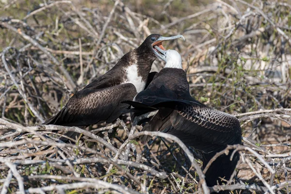 Uma grande Frigatebird fêmea alimenta seu filhote na Ilha Seymour Norte, Ilha Galápagos, Equador, América do Sul . — Fotografia de Stock