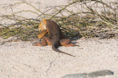 Galapagos Land Iguana Kuzey Seymour Adası, Kuzey Seymour Adası, Kuzey Seymour, Galapagos Adaları, Ekvador yemek.