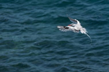 Kırmızı gagalı Tropicbird (Phaethon aethereus) South Plaza Adası yakınlarındaki Pasifik okyanusu üzerinde uçuş, Galapagos Adaları, Ekvador.