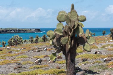 Dev Dikenli Armut Kaktüs (Opuntia echios barringtonensis) Güney plaza, Galapagos Adaları, Ekvador, Güney Amerika.