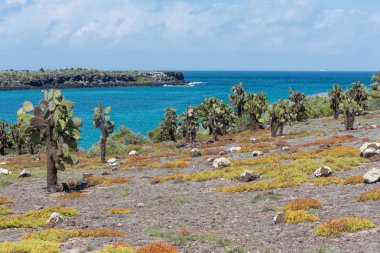 Dev Dikenli Armut Kaktüs (Opuntia echios barringtonensis) Güney plaza, Galapagos Adaları, Ekvador, Güney Amerika.