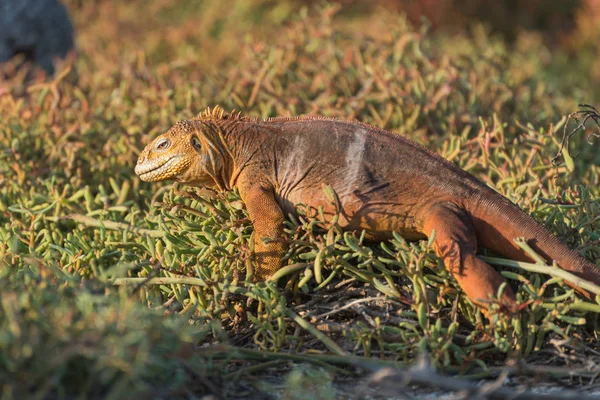 Galapagos landen Leguane auf Nordseymour-Insel, Nordseymour, Galapagos-Inseln, Ecuador, Südamerika. — Stockfoto