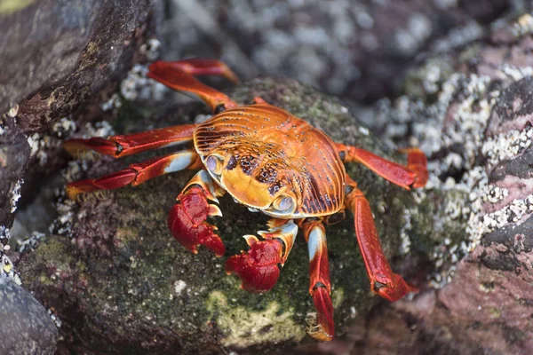 Caranguejo-de-rocha-vermelha nas Ilhas Galápagos, Equador, América do Sul . — Fotografia de Stock
