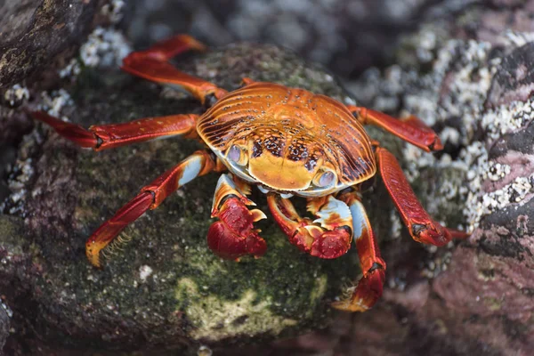 Caranguejo-de-rocha-vermelha nas Ilhas Galápagos, Equador, América do Sul . — Fotografia de Stock