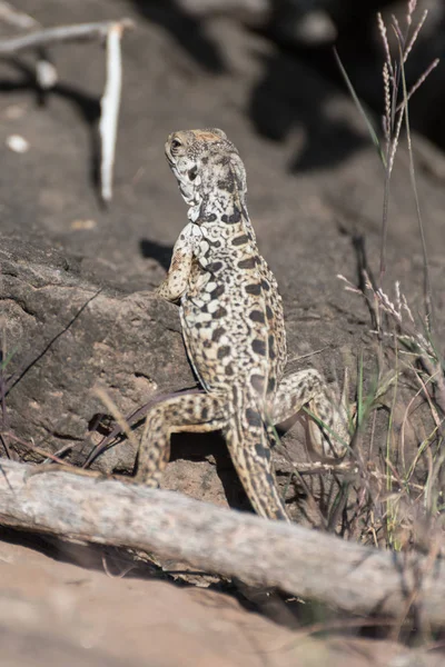 Primer plano de un lagarto de lava en la Isla de Santa Fe, Islas Galápagos, Ecuador, América del Sur . — Foto de Stock