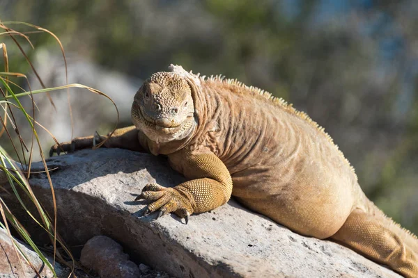 Tierra Santa Fe Iguana en Isla Santa Fe, Islas Galápagos, Ecuador, América del Sur . — Foto de Stock