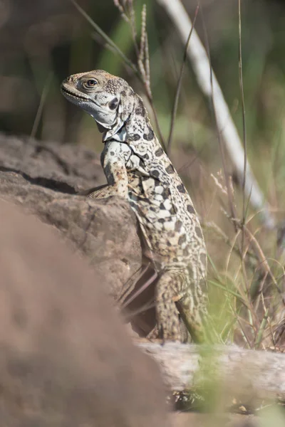 Nahaufnahme einer Lavaechse auf der Insel Santa Fe, Galapagos-Inseln, Ecuador, Südamerika. — Stockfoto