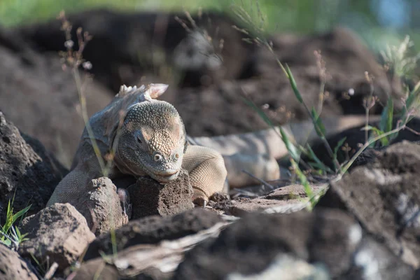 Iguana terrestre de Galápagos (conolophus pallidus) en la isla de Santa Fe, Islas Galápagos, Ecuador, América del Sur . — Foto de Stock