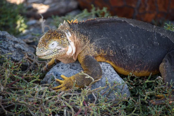 Ein Galapagos-Landleguan (conolophus subcristatus) auf dem Südplatz, Galapagos-Inseln, Ecuador, Südamerika. — Stockfoto