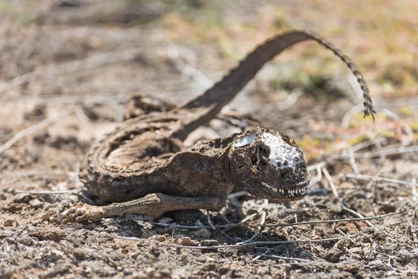 Tote Galapagos landen Leguane auf Südplatz, Galapagos-Inseln, Ecuador, Südamerika. — Stockfoto