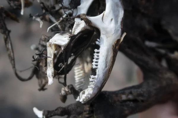 Dead Galapagos land Iguana på South Plaza, Galapagosöarna, Ecuador, Sydamerika. — Stockfoto