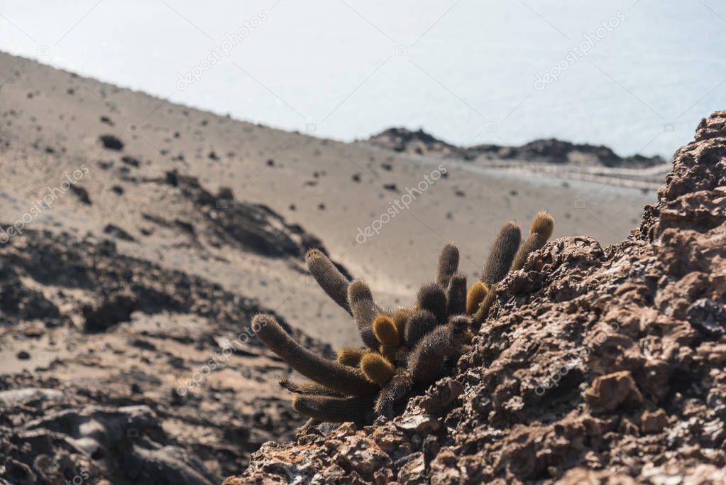 Lava Cacti (Brachycereus nesioticus) on Bartolome Island, Galapagos Islands, Ecuador, South America.