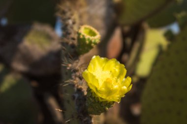 Kuzey Seymour'da Galapagos Dikenli Armut Kaktüs çiçeği, Galapagos Adası, Ekvador, Güney Amerika.