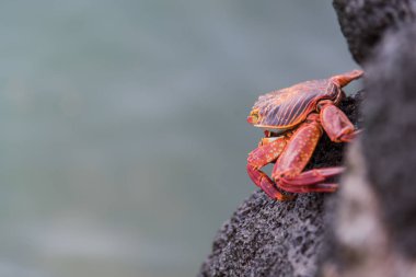 Santa Cruz'da Red Rock Crab, Galapagos Adaları, Ekvador, Güney Amerika.