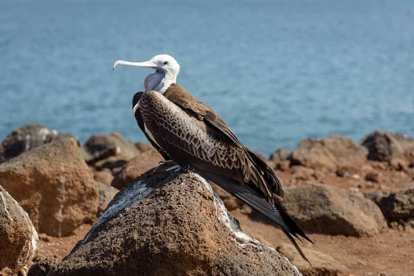 Kuzey Seymour'da genç bir fregate kuşu, Galapagos Adaları, Ekvador, Güney Amerika.
