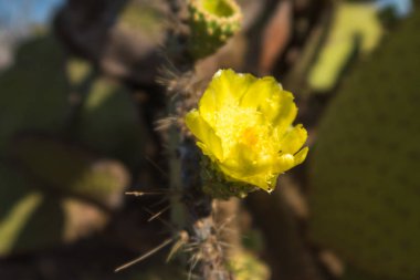 Kuzey Seymour'da Galapagos Dikenli Armut Kaktüs çiçeği, Galapagos Adası, Ekvador, Güney Amerika.