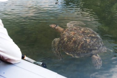 Turist Black Turtle Cove, Santa Cruz, Galapagos Adaları, Ekvador, Güney Amerika'da tekne bir Galapagos Yeşil Kaplumbağa izliyor.