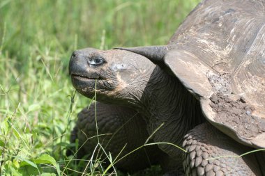 Galapagos dev kaplumbağa Santa Cruz Adası'nda Galapagos Milli Parkı, Ekvador, Güney Amerika.