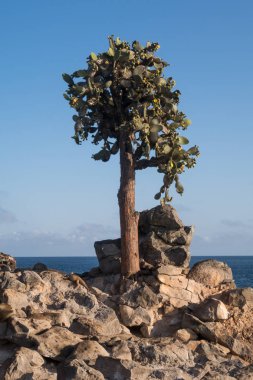 Galapagos Dev dikenli armut kaktüs, Santa Fe adası, Galapagos Adaları, Ekvador, Güney Amerika.
