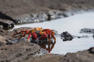 Sally Lightfoot Crab (grapsus grapsus) Santiago Puerto Egas kaya üzerinde, Galapagos Adaları, Ekvador, Güney Amerika.