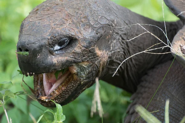 Galapagos dev kaplumbağa Santa Cruz Adası'nda Galapagos Milli Parkı, Ekvador, Güney Amerika.