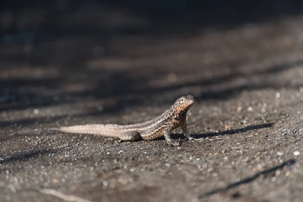 Galapagos lávová ještěrka (Microlophus albemarlensis) v Puertu Egas (Egas port) na ostrově Santiago, na ostrově Galapagos, Ekvádoru, Jižní Americe. — Stock fotografie