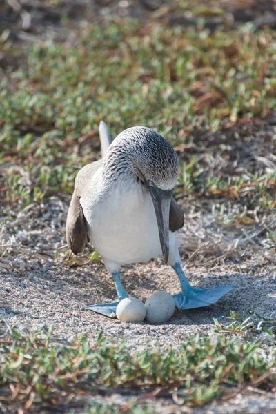 Yumurta, Kuzey Seymour, Galapagos Adaları, Ekvador, Güney Amerika ile yuva üzerinde mavi ayaklı bubi.