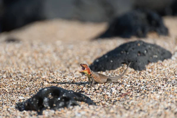 Santiago Adası'nda Puerto Egas'da (Egas Limanı) bir Galapagos Lava Kertenkelesi (Microlophus albemarlensis), Galapagos Adası, Ekvador, Güney Amerika.