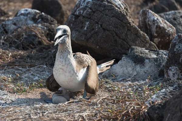 Bota de pé azul no ninho com ovo, Seymour do Norte, Ilhas Galápagos, Equador, América do Sul . — Fotografia de Stock