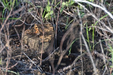Gulf Fritillary (Agraulis vanilya) Puerto Egas (Egas Port), Santiago Adası, Galapagos Adası, Ekvador, Güney Amerika.