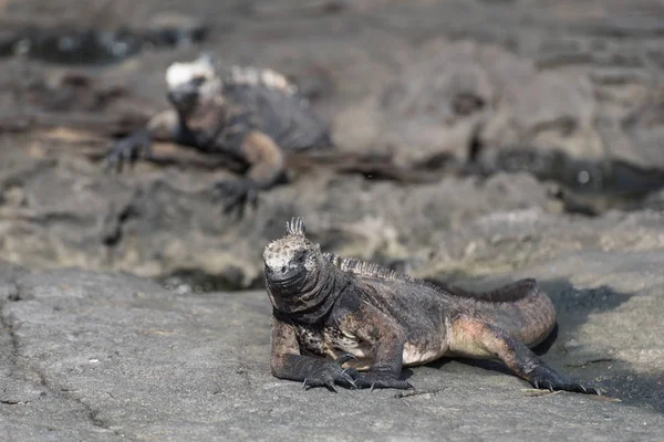 Two marine Iguana sunbathing at Puerto Egas (Egas Port) on Santiago Island, Galapagos, Ecuador, South America. — Stock Photo, Image