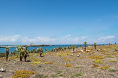 Dev Dikenli Armut Kaktüs (Opuntia echios barringtonensis) Güney plaza, Galapagos Adaları, Ekvador, Güney Amerika.