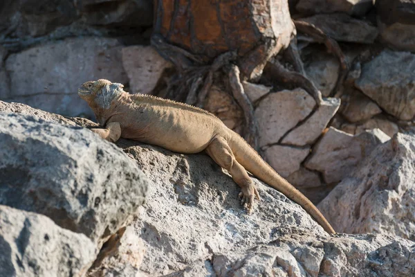 Tierra Santa Fe Iguana en Isla Santa Fe, Islas Galápagos, Ecuador, América del Sur . — Foto de Stock