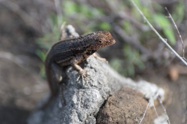 Santiago Adası'nda Puerto Egas'da (Egas Limanı) bir Galapagos Lava Kertenkelesi (Microlophus albemarlensis), Galapagos Adası, Ekvador, Güney Amerika.