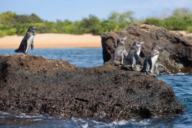 Santiago Adası'nda bir kaya üzerinde Galapagos penguenler Grubu, Galapagos Adası, Ekvador, Güney Amerika.