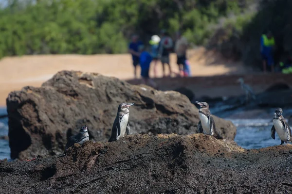在南美洲加拉帕戈斯岛圣地亚哥岛，一群企鹅在岩石上与游客背景. — 图库照片