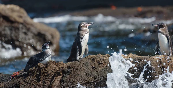 サンティアゴ島、ガラパゴス島、エクアドル、南米の岩の上のガラパゴスペンギンのグループ. — ストック写真