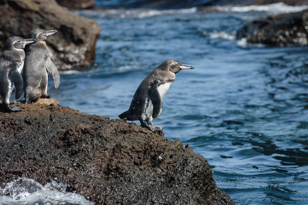 南美洲加拉帕戈斯岛圣地亚哥岛一块岩石上的加拉帕戈斯企鹅群. — 图库照片