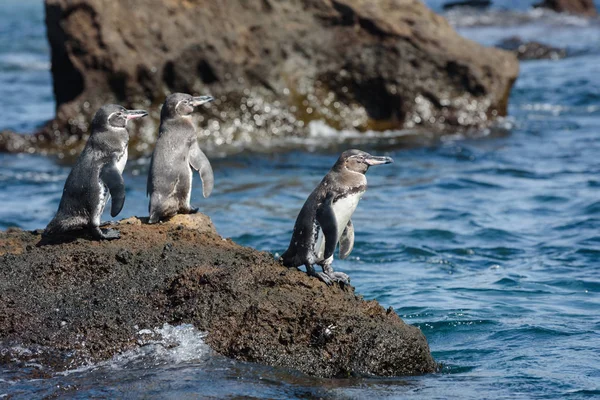 Santiago Adası'nda bir kaya üzerinde Galapagos penguenler Grubu, Galapagos Adası, Ekvador, Güney Amerika.