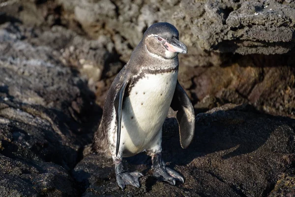 南美洲厄瓜多尔加拉帕戈斯岛圣地亚哥岛岩石上的加拉帕戈斯企鹅. — 图库照片